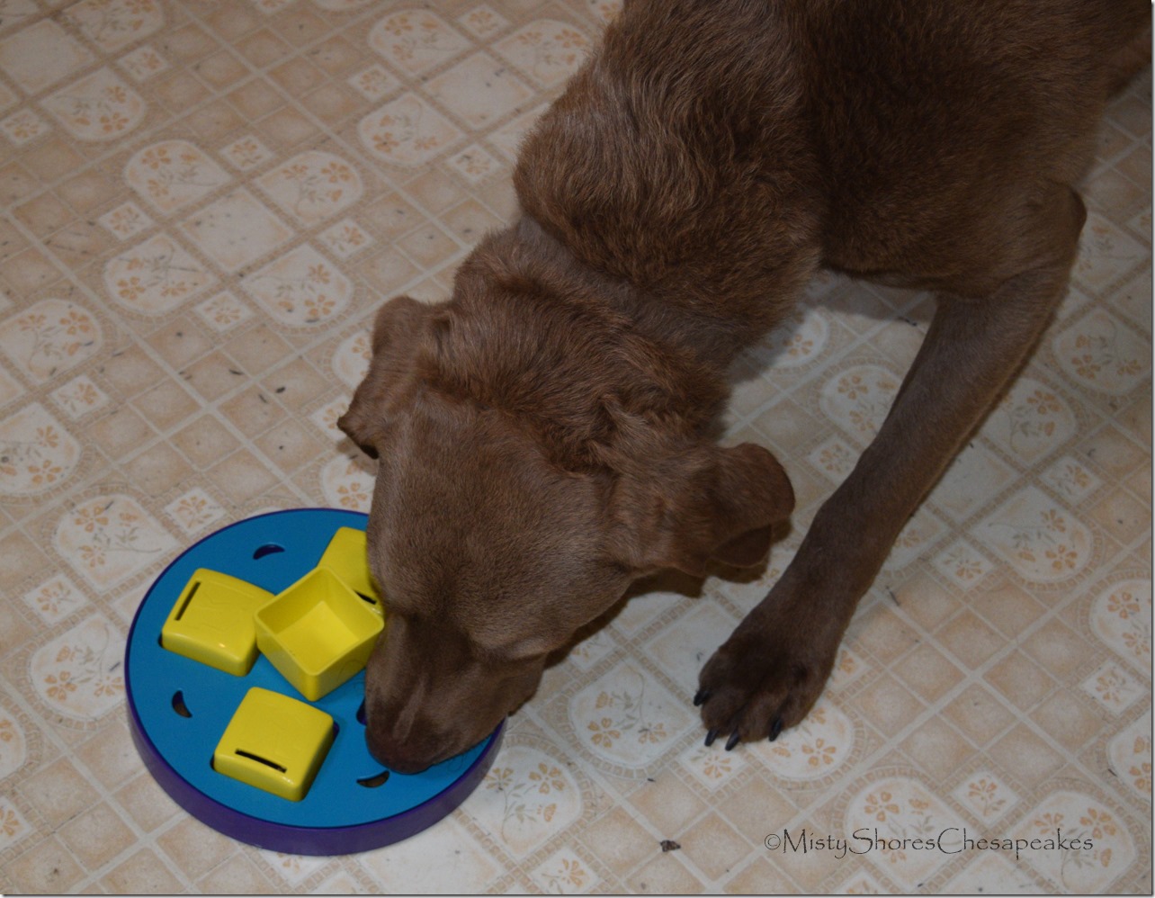 Misty Shores Chesapeakes Outward Hound Puzzle Dog Toy Review (10)