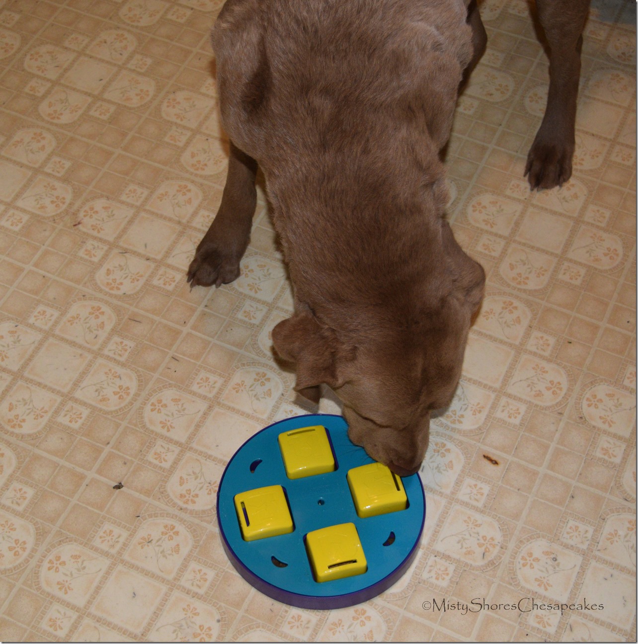 Misty Shores Chesapeakes Outward Hound Puzzle Dog Toy Review (7)